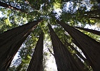 muir woods